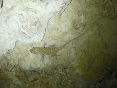 Tarentola boehmei