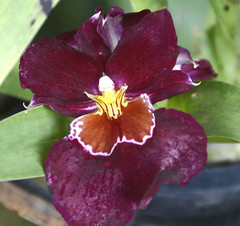 Miltoniopsis