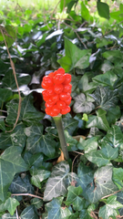 Arum maculatum
