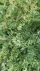 Vicia tenuifolia