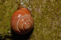 Cepaea nemoralis