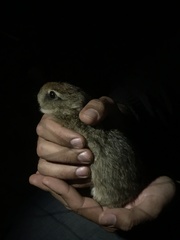 Sylvilagus brasiliensis
