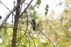 Heliangelus amethysticollis