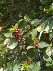 Rhamnus alaternus