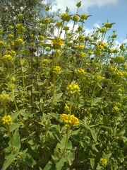 Phlomis viscosa
