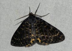 Arichanna flavinigra