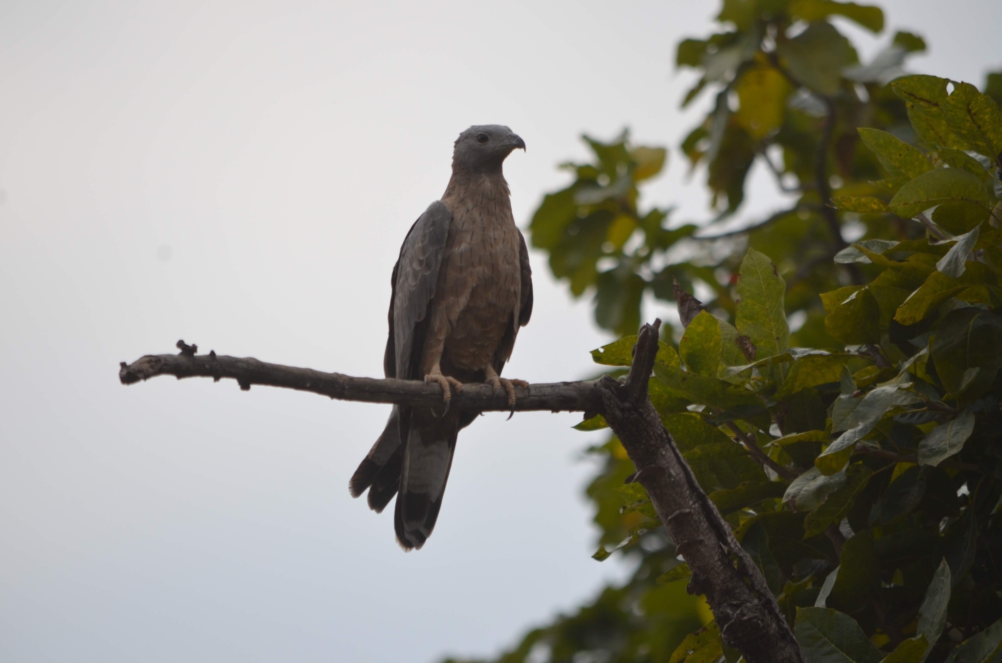 Crested Honey-buzzard (Pernis ptilorhynchus)