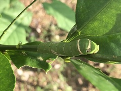 Papilio demoleus malayanus