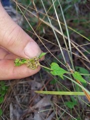 Matelea pubiflora