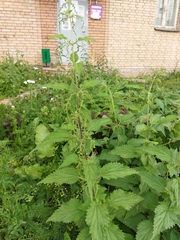 Urtica dioica