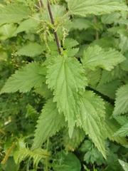 Urtica dioica