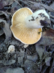 Cantharellus pallens