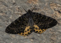 Arichanna flavinigra