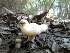 Cantharellus pallens