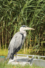 Ardea cinerea
