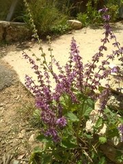 Salvia judaica