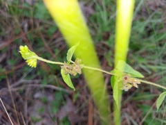 Matelea pubiflora