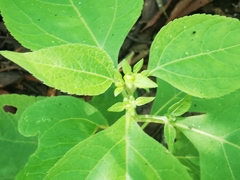 Greenmaniella resinosa