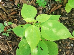 Greenmaniella resinosa