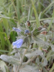 Echium parviflorum