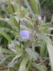 Echium parviflorum