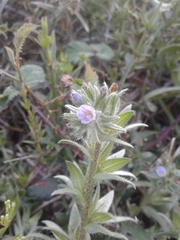 Echium parviflorum