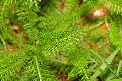 Achillea millefolium