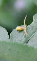 Runcinia insecta