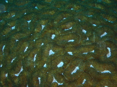 Lobophyllia corymbosa