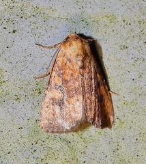 Perigea xanthioides