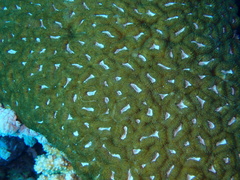 Lobophyllia corymbosa