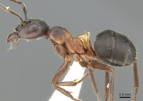 Formica uralensis