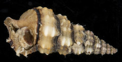 Cerithium dialeucum
