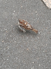 Passer domesticus