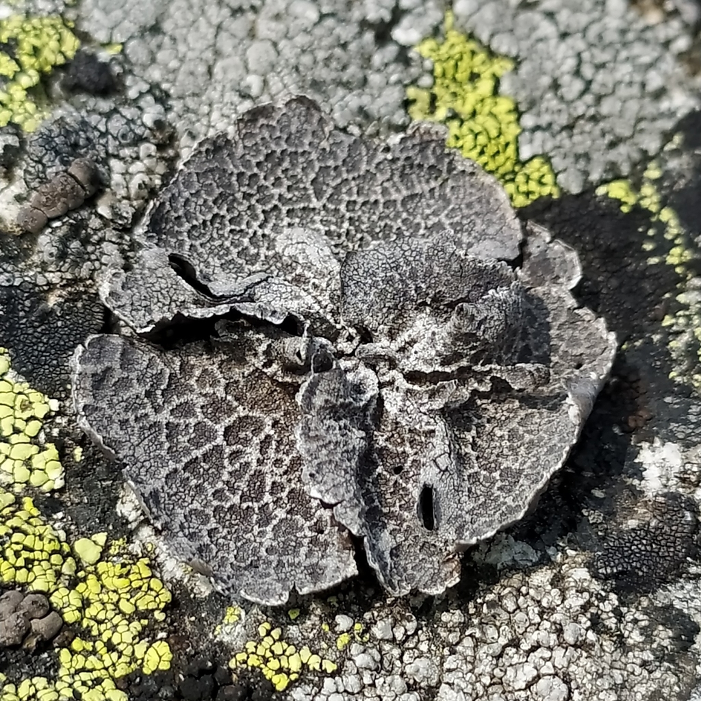 Umbilicaria decussata