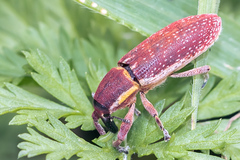 Lixus vilis