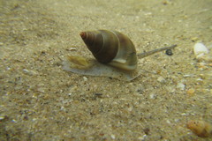 Nassarius dorsatus