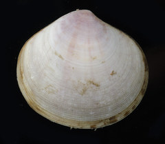 Semele cordiformis