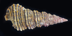 Cerithium dialeucum