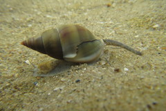 Nassarius dorsatus