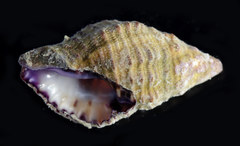 Clivipollia pulchra