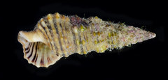 Cerithium dialeucum