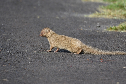 Small Indian Mongoose