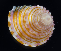 Calliostoma katoi