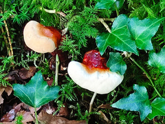 Ganoderma carnosum