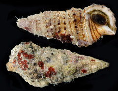 Cerithium zonatum