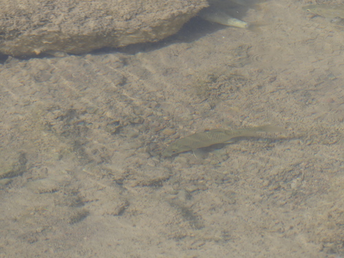 Luciobarbus lepineyi