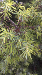 Juniperus
