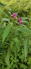 Impatiens glandulifera