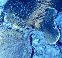 Podabacia sinai